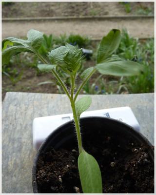 Reif_Red_Heart_Seedling02.jpg