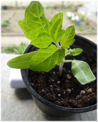 Valdeza_Seedling01.jpg