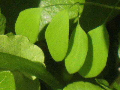 Corydalis_turtschanovii__IMG_8518.JPG