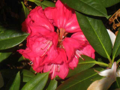 Rh._strigillosum_Dolita__IMG_8524.JPG