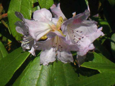 Rh._coeloneuron__IMG_8540.JPG