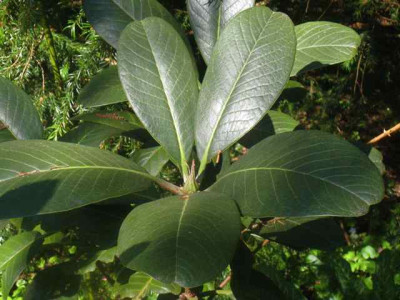 Rh._hodgsonii_Aff.__IMG_8542.JPG