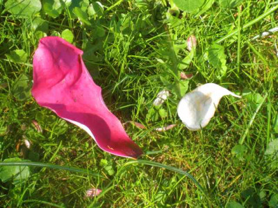 Magnolien-Blutenblatter__IMG_8549.JPG