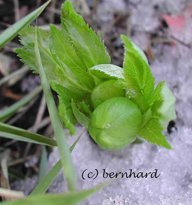 helleborus_frischgruen.jpg