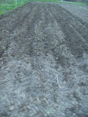 Kartoffelnbedeckt.jpg