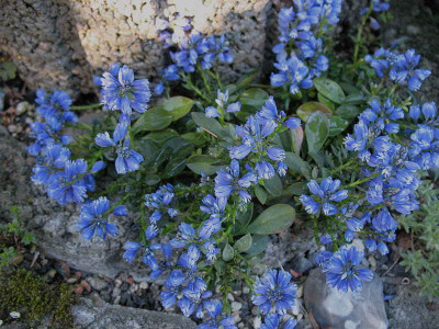 Polygala_calcarea_Lilith__7.4.11._002.jpg