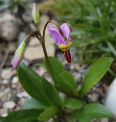 Dodecatheon_pulchellum__7.4.11._023.jpg