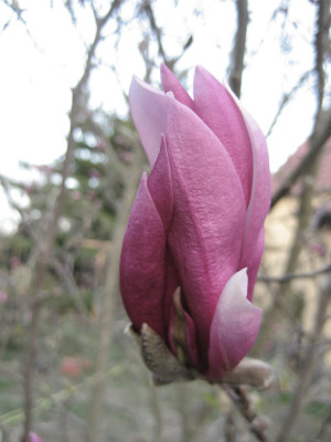 2011-04-09_Betty.jpg