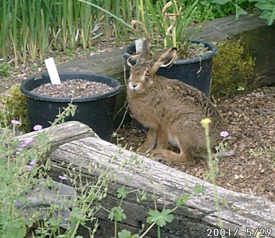 05290023_eHase_frisst_canadense.JPG