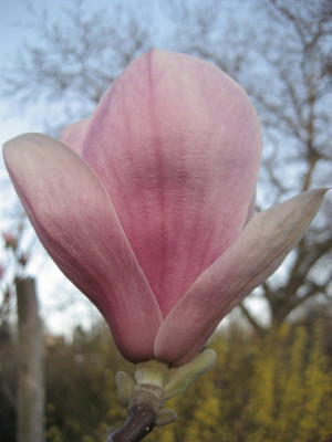 2011-04-09_Soulangiana.jpg
