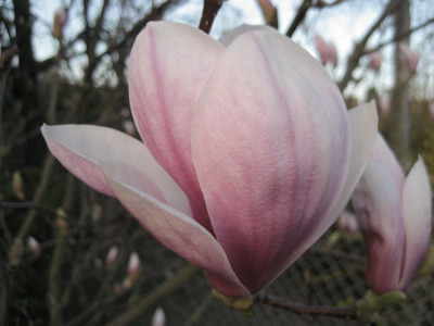 2011-04-09_Soulangiana2.jpg