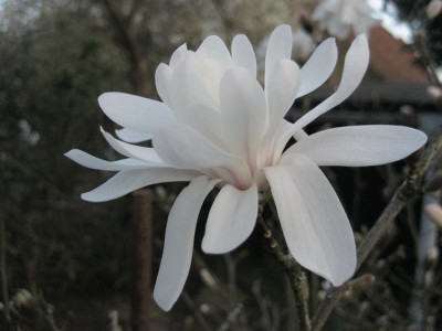 2011-04-09_stellata.jpg