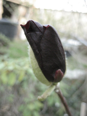 2011-04-09_Genie.jpg