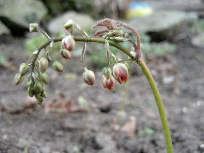 2011-04-09_Epimedium_Orangekonigin.jpg