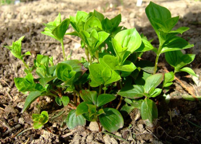 Cornus-canadensis.jpg
