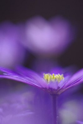 anemone5Blog.jpg