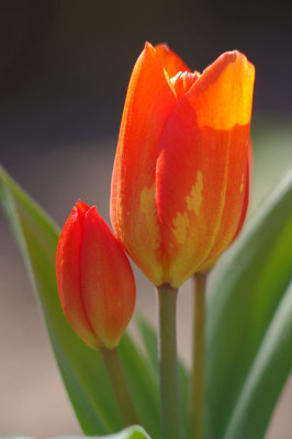 Tulip.web.jpg