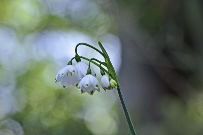 Leucojum-aestivum.jpg