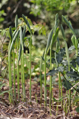 Polygonatum.jpg