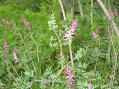 Fumaria_040421_01.jpg