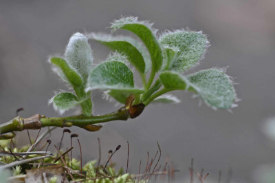 salix-yezoenseso-gekauft.jpg