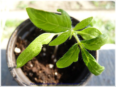 A11Beauty_Queen_Seedling1.jpg