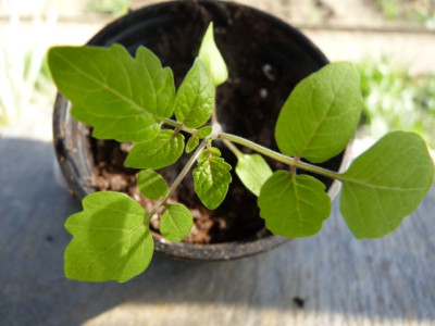 11Johannisbeertomate_Seedling1.JPG