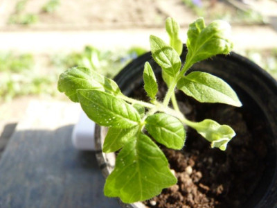 11KasachstanI_Seedling1.JPG