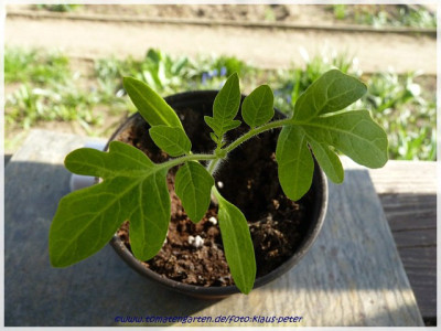 A11KY1_Seedling1.jpg