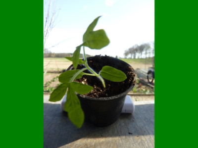11Nectarine_Seedling1.JPG