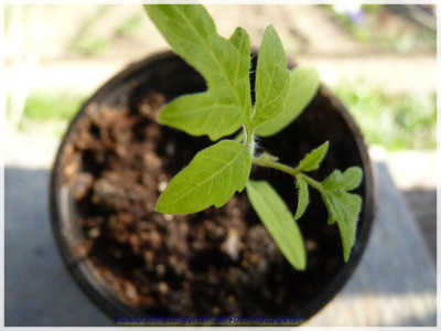 A11Ping_Pong_Seedling1.jpg