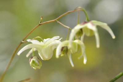 Epimedium-Name-gesucht-1.jpg