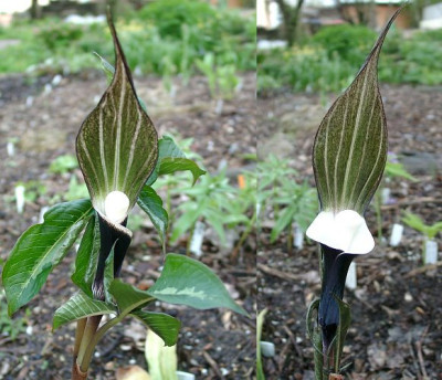 04270023_eArisaema_sikokianum_panaschiertnormal.jpg
