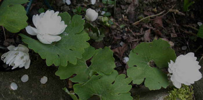 Sanguinaria_canadensis_Multiplex_10.4.11._001.jpg