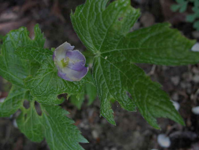Glaucidium_palmatum_10.4.11._006.jpg