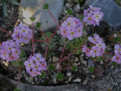 Androsace_sempervivoides_Susan_Joan___7.4.11._003.jpg
