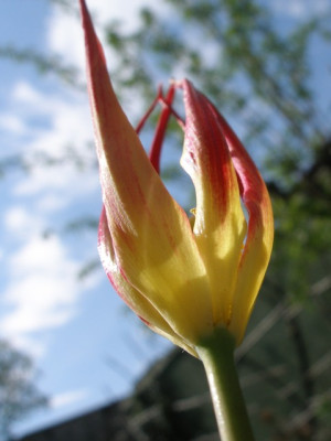 tulipa_acuminata._steil.jpg