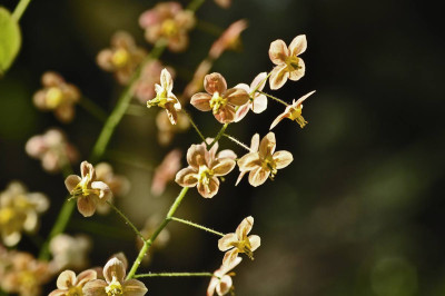 Epimedium-warlayense----Ora.jpg