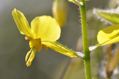 Epimedium-xperralchicum-Fr.jpg