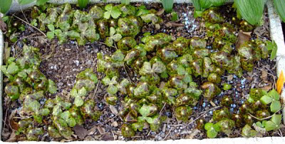 DSCF1418_ePodophyllum_hexandrum_S2008.JPG
