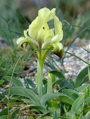 DSCF1439_eIris_suaveolens_gelb.JPG