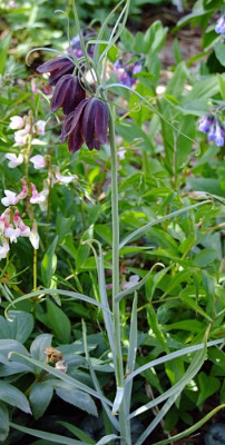 DSCF1434_eFritillaria_montana_2011.JPG