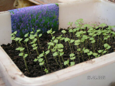 050427_Lavendel_zweifelhaft.jpg