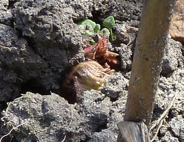 2011-04-10_Austrieb2.jpg