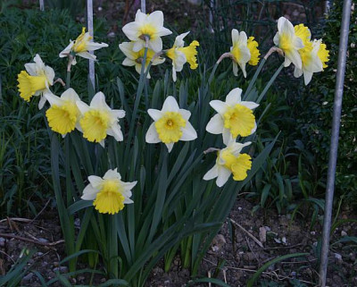 Narzissen1111.jpg