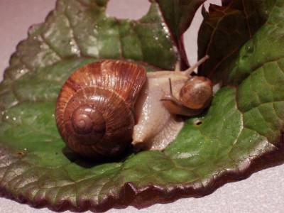 Schneckennachwuchs.jpg