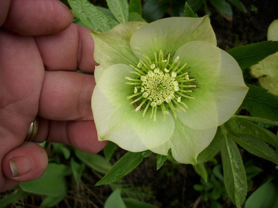 2011_yellow_lady.jpg