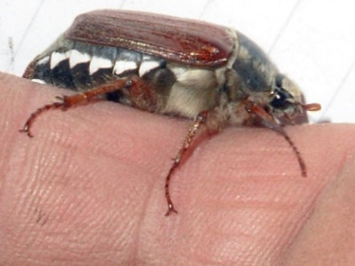Weizahntomatenreinbeiekafer.JPG