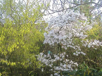 CorylopsisMagnolia__IMG_8554.JPG