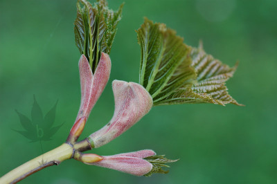 acer_tegmentosum_01_05.jpg
